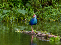 Porphyrio poliocephalus