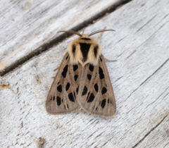 Chelis simplonica