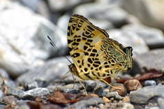 Symbrenthia hypselis