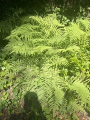 Deparia acrostichoides