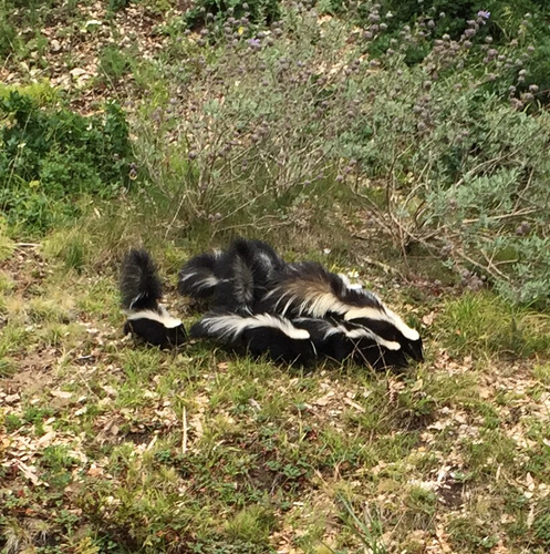 Striped Skunk photographed in Florida