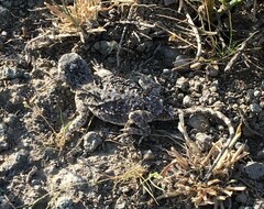 Phrynocephalus persicus