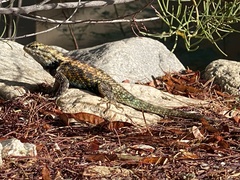Sceloporus