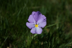 Viola calcarata