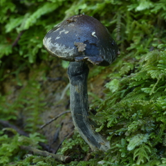 Thaxterogaster rhipiduranus