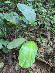 Iriartea deltoidea