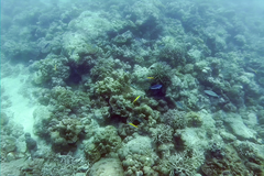 Caesio xanthonota