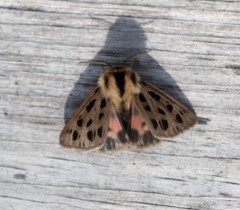 Chelis simplonica