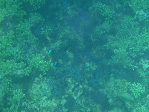 Amphiprion allardi