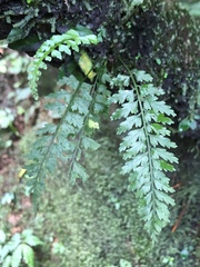 Asplenium cuneatiforme