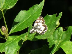 Melanargia galathea