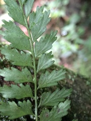 Asplenium cuneatiforme