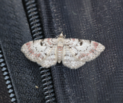 Eupithecia analoga
