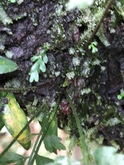 Asplenium cuneatiforme