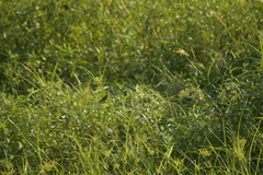 Ploceus hypoxanthus chryseus