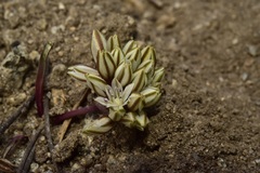 Allium obtusum obtusum