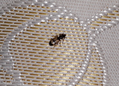 Trichis maculata