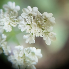 Torilis arvensis