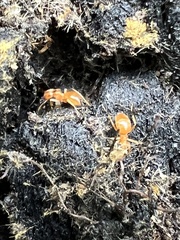 Lasius claviger