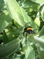 Bombus terrestris