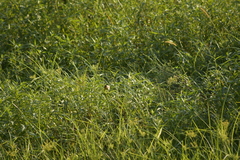 Ploceus hypoxanthus chryseus