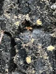 Lasius claviger