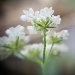 Torilis arvensis