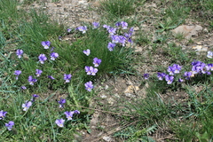 Viola calcarata
