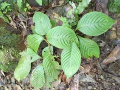 Rhynchotechum formosanum