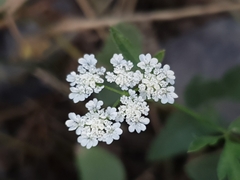Torilis arvensis