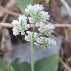 Torilis arvensis