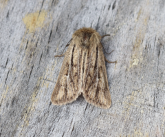 Mythimna anderreggii