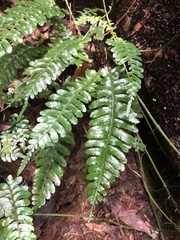 Bolbitis appendiculata