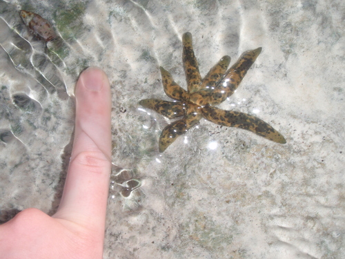 Linckia multifora