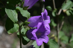 Campanula medium