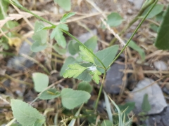 Torilis arvensis