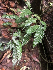 Bolbitis appendiculata