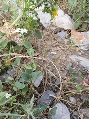 Torilis arvensis