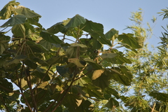 Hibiscus macrophyllus