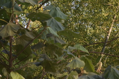 Hibiscus macrophyllus