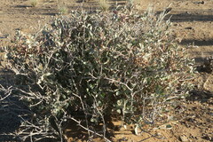 Chascanum pumilum
