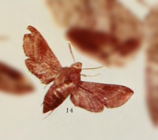 Basiothia laticornis