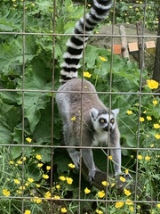 Lemur
