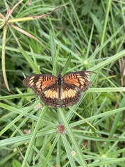 Junonia sophia sophia