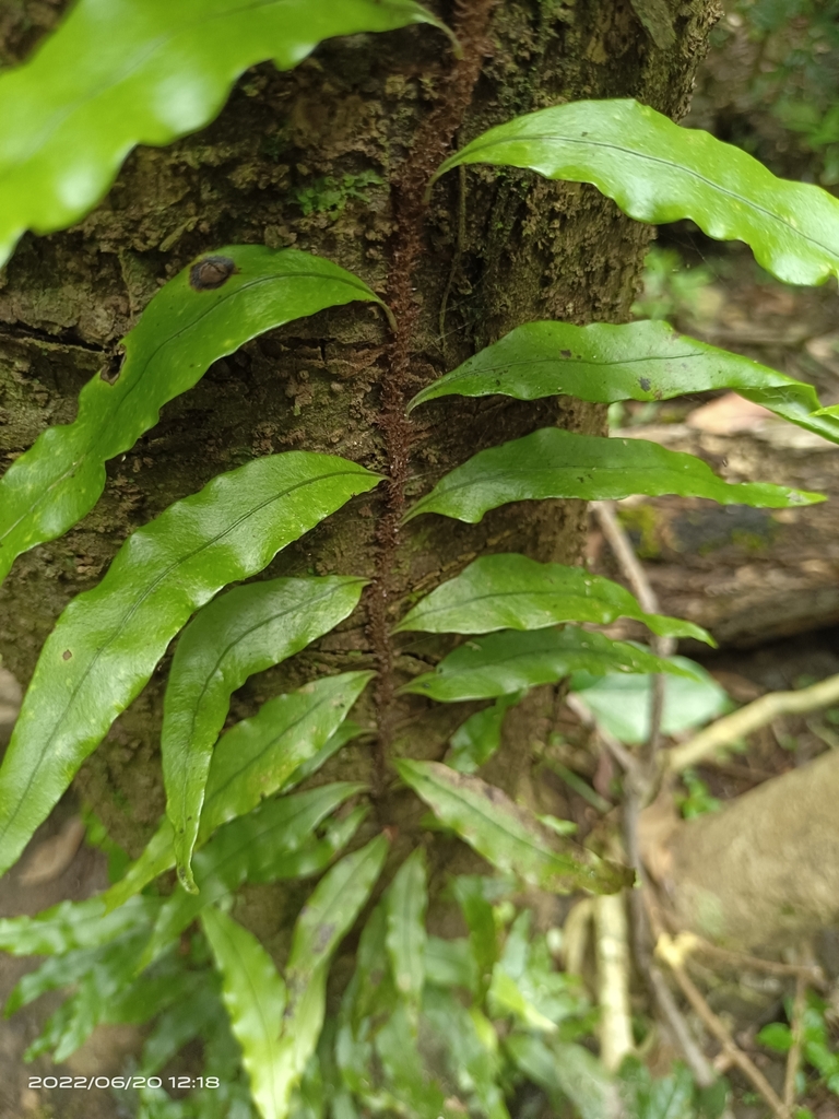 Lepidomicrosorium ningpoense