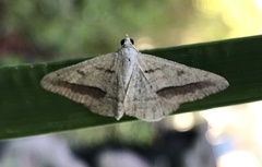 Digrammia neptaria