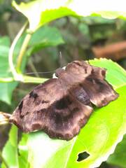 Achlyodes busirus
