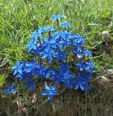 Gentiana brachyphylla