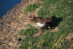 Alopochen aegyptiaca