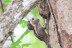 Tamiops mcclellandii